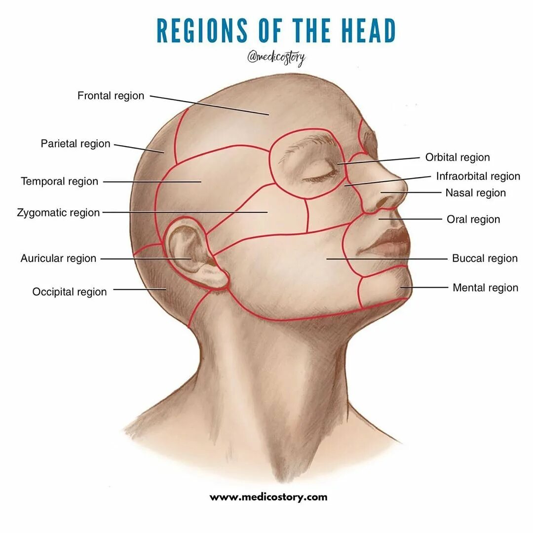 Затылок область. Границы подглазничной области. Строение головы. Области лица анатомия. Области головы анатомия затылок.