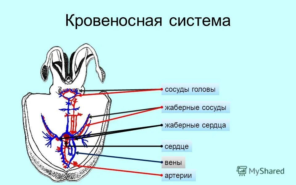 Сердце головоногих. Дыхательная система головоногих. Выделительная система головоногих моллюсков. Жаберные сердца у головоногих. Выделительная система го.