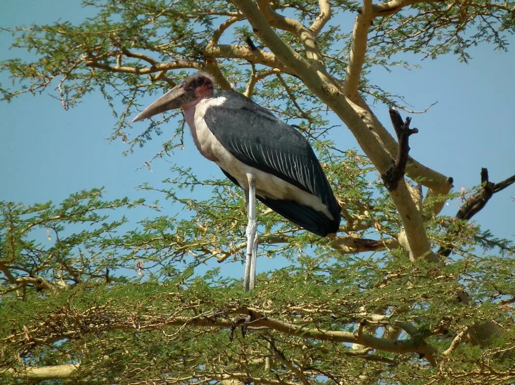 Птица-секретарь sagittarius serpentarius. Птица секретарь ареал. Птицы обитающие в саванне. Птицы обитающие в саванне. Птицы обитающие в саванне.
