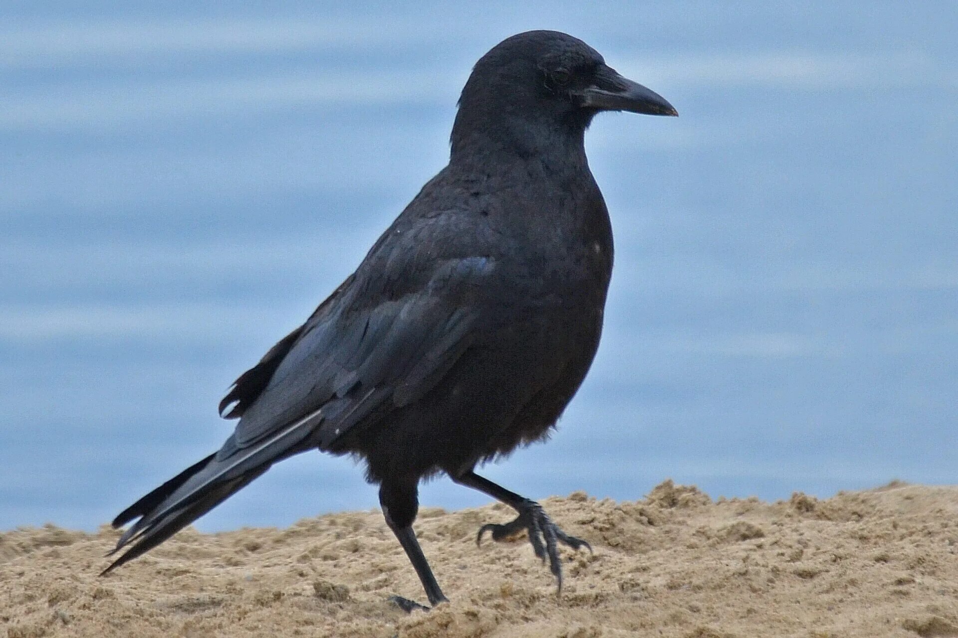 Корвус карга. Карга птица. Американская ворона. Ворона Забайкальская.