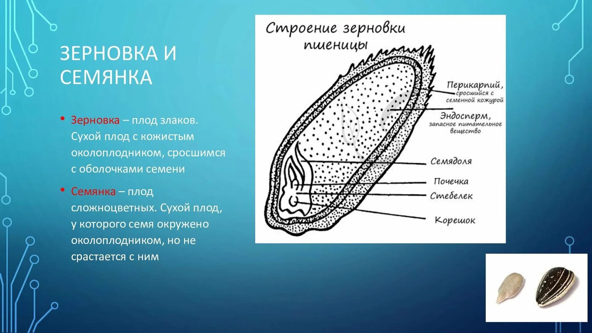 Строение плода зерновки пшеницы. Плод Зерновка схема. Строение семени зерновки пшеницы. Семядоля у зерновки.