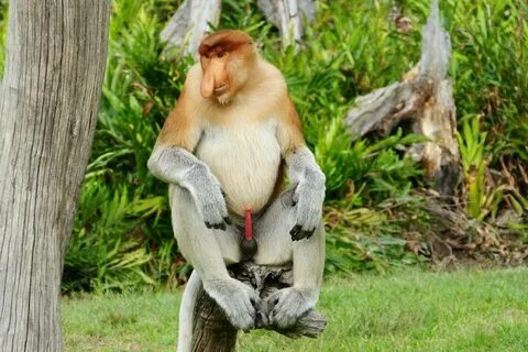 Orang utan penis ✔ baboon Paul's Walk.