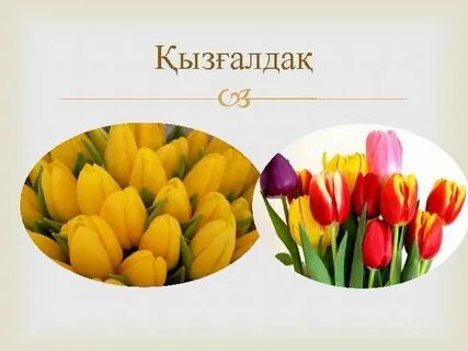 Траннилер жігіттер порносында үстемдік етеді