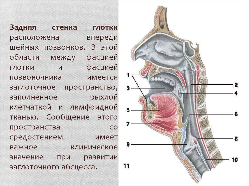Глоток куда. Задняя стенка ротоглотки анатомия. Анатомия глотки и носоглотки. Ротоглотка гортаноглотка строение. Клиническая анатомия заглоточного пространства.