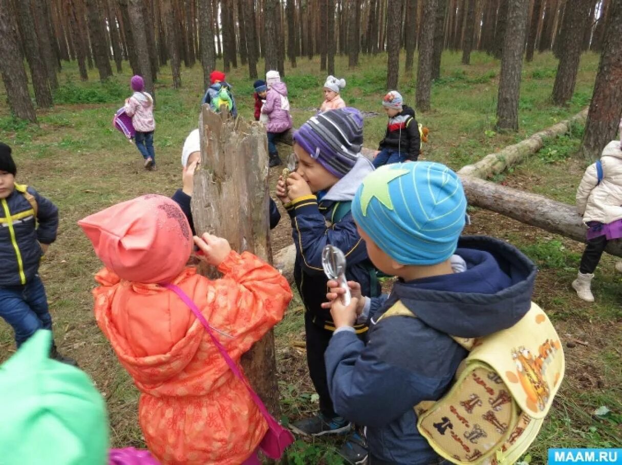 Прогулка по лесу конспект