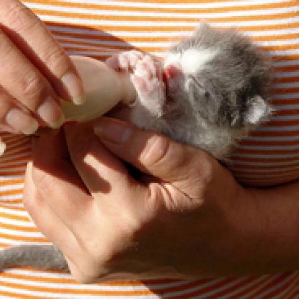 Чем кормить маленького котенка 1. Вскармливание новорожденных котят. Новорожденные котята. 3х недельный котенок.