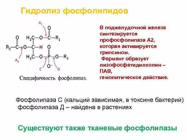 Фосфолипиды клеточной мембраны. Простая эфирная связь. 2 фосфолипиды. Кислотный гидролиз фосфолипидов. Гидролиз фосфолипидов фосфолипазой а2.