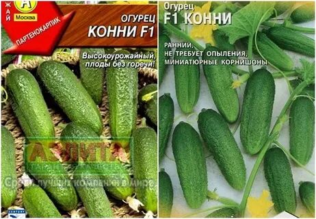 Описание огурцов конни