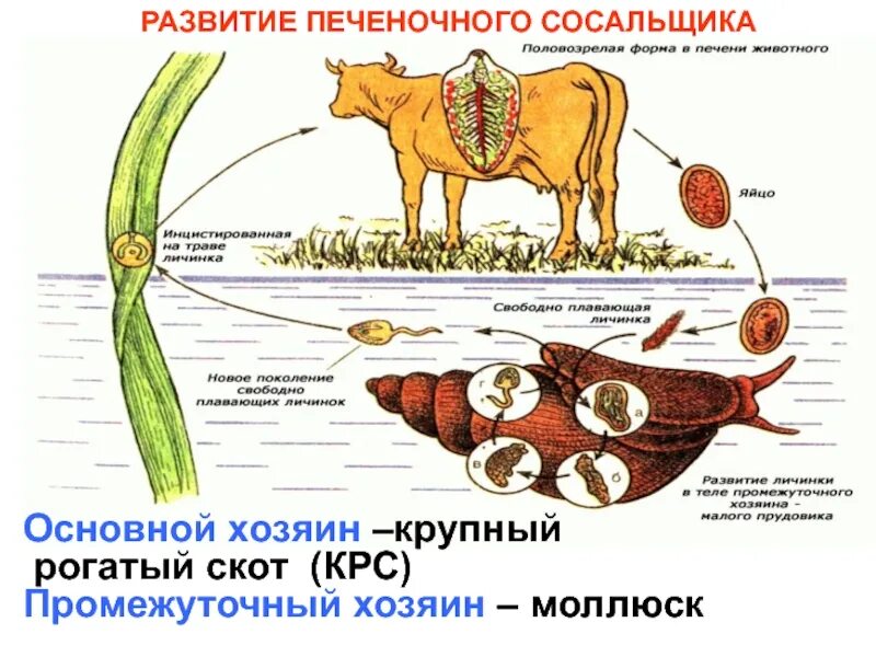 Основным хозяином печеночного сосальщика является. Основной и промежуточный хозяин печеночного сосальщика. основной хозяин печеночного сосальщика. промежуточным хозяином печеночного сосальщика является:. печеночный сосальщик основной хозяин,промежуточный хозяин.