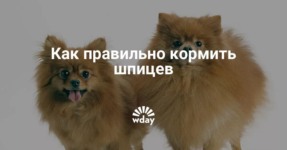 Сколько давать сухой корм шпицу. Рацион шпица. правильное питание для шпица. рацион натуралки для шпица. корм для немецкого шпица.