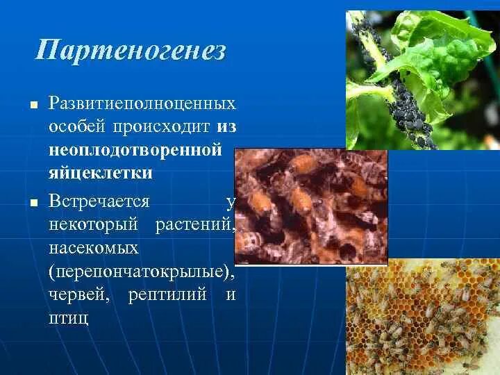 Партеногенез у растений. Партеногенез у растений апомиксис. Партеногенез встречается у. Партеногенез у растений примеры.