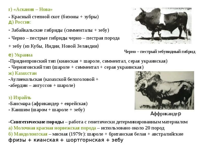 Курсовая крупно рогатый скот. Характеристика основных пород крупного рогатого скота таблица. породы мясного и молочного направления продуктивности скота. мясная молочная порода крс. молочная и мясная продуктивность крупного рогатого скота.