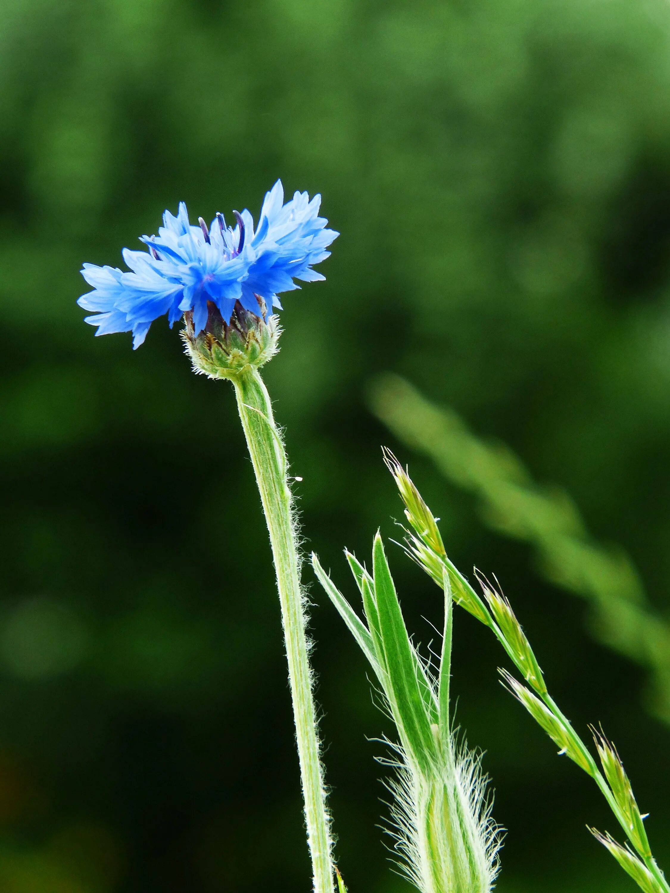 Травянистое растение синего цвета. Василек Волошка. Василек синий (Centaurea cyanus). Василек синий Корнфловер. Василек Лазоревый.