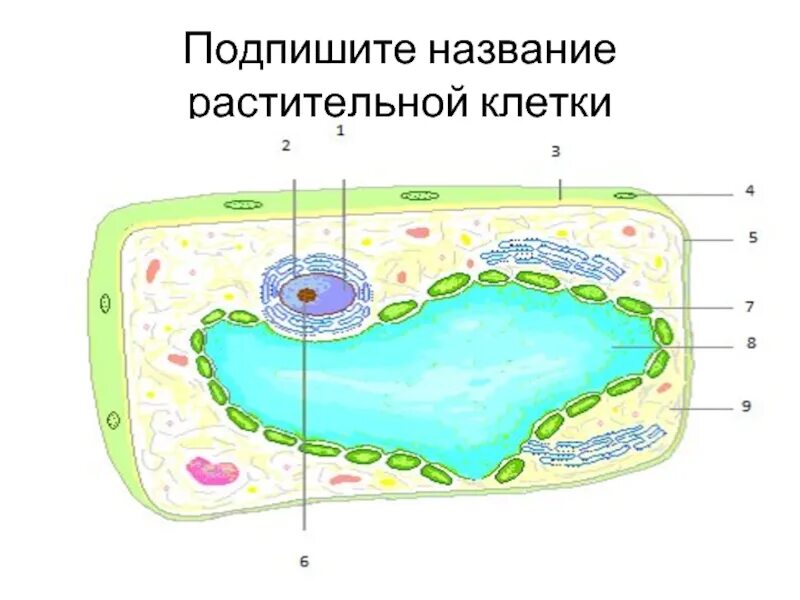 Клеточная мембрана и цитоплазма растительной клетки. Строение клетки растения 6 класс. Структура клетки растения вакуоль. Мембрана клетки строение 5 класс. Рисунок растительной клетки с обозначениями 6 класс