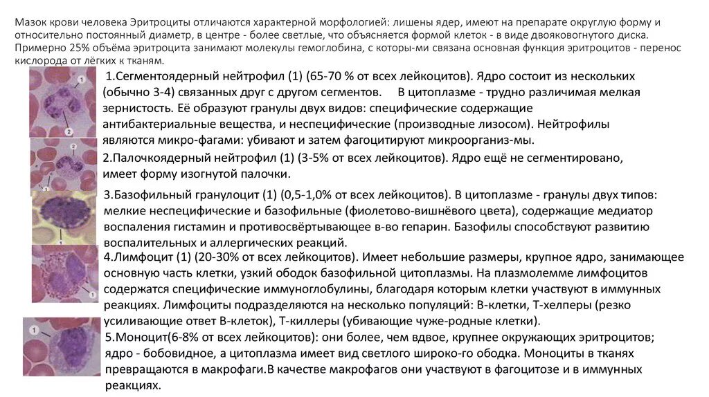 Мазок крови при выявлении патологии что это. Мазок крови человека гистология препарат. Мазок крови человека гистология описание. Лейкоциты в крови гистология. Препарат мазка крови гистология.