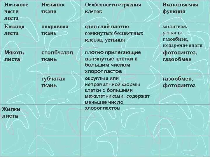 Функции кожицы 6 класс