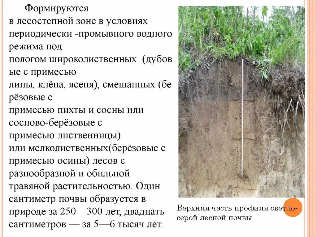 Почвы дерново подзолистые серые лесные бурые. Светло-серые Лесные почвы почвенный профиль. Серые Лесные почвы лесостепной зоны. Серые Лесные почвы разрез. Светло серые Лесные почвы профиль.