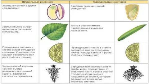 лайфхаки для огэ по биологии: 1 тыс изображений найдено в Яндекс Картинках