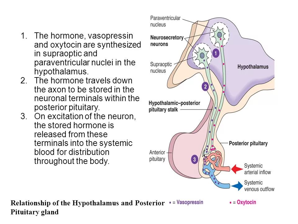 Гипоталамус окситоцин. Вазопрессин гипоталамус. Вазопрессин гормон железа. Гипоталамус вазопрессин и окситоцин.