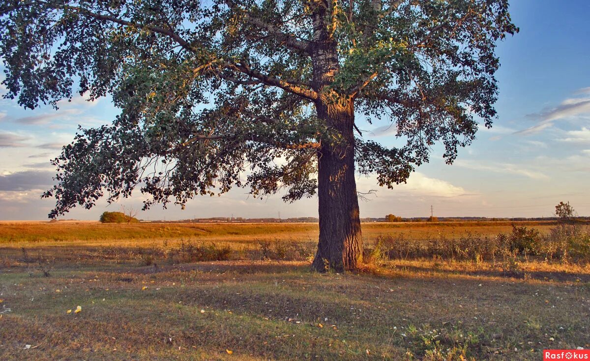 старый осокорем. старый осокорем. тополь берлинский. черный тополь в удмуртии. тополь раскидистый.