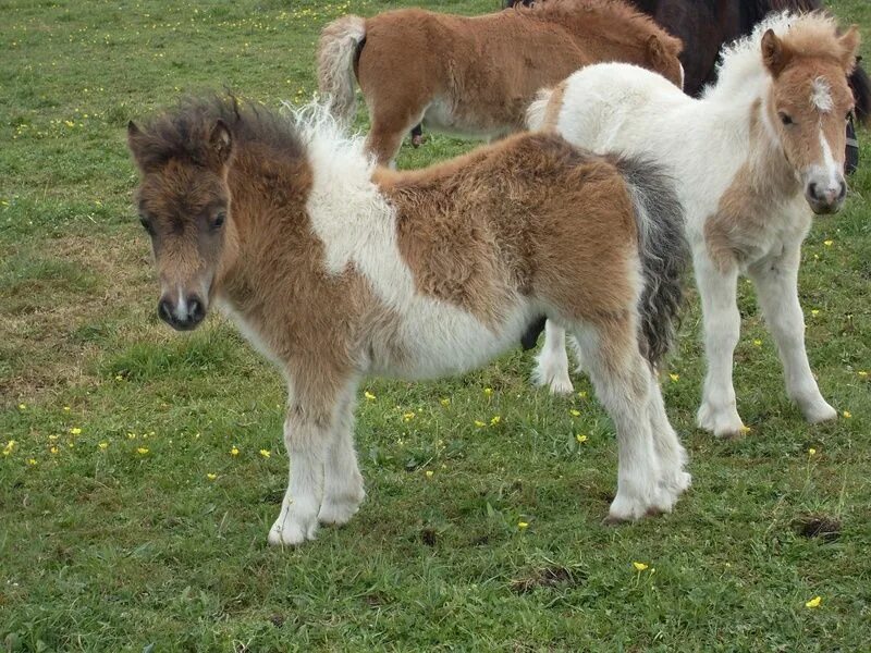 Mini pony. Шетлендский пони. Мини пони мини Хорс. Шетланд пони. Мини Шетланд пони.