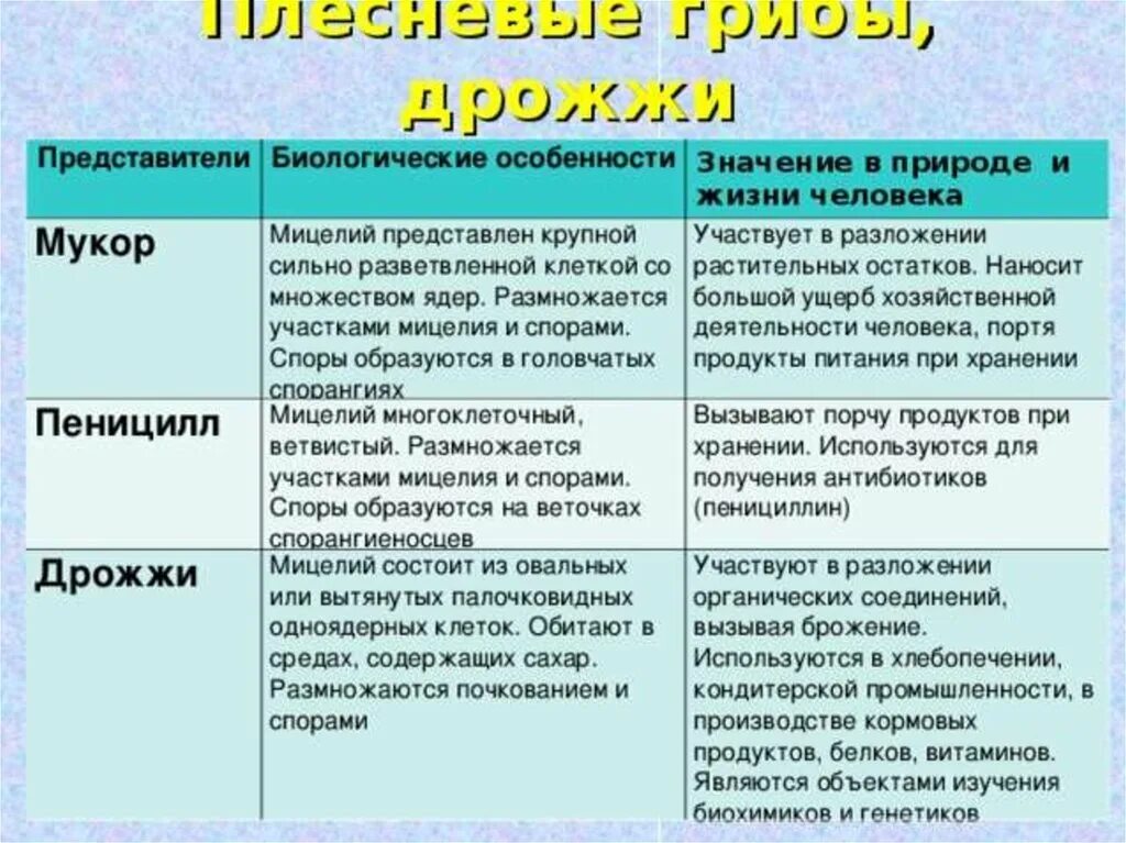 Каково значение мукора в жизни человека. Плесневые грибы 5 класс биология таблица. Плесневые грибы пеницилл строение. Мукор пеницилл дрожжи таблица. Плесневые грибы таблица.