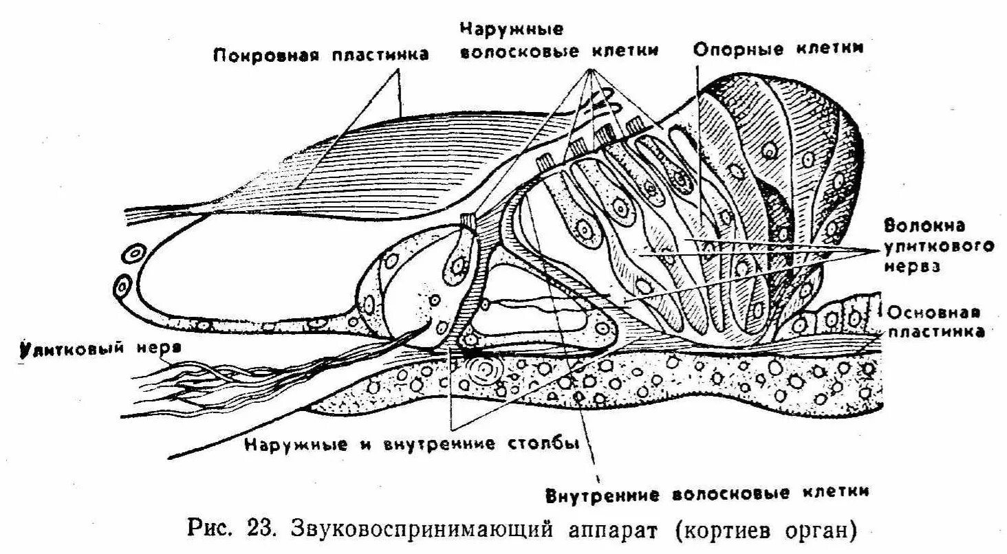 Кортиев орган схема строения. Схема строения Кортиева органа. Строение внутреннего уха Кортиев орган. Рецепторные клетки Кортиева органа. Улитка является органом