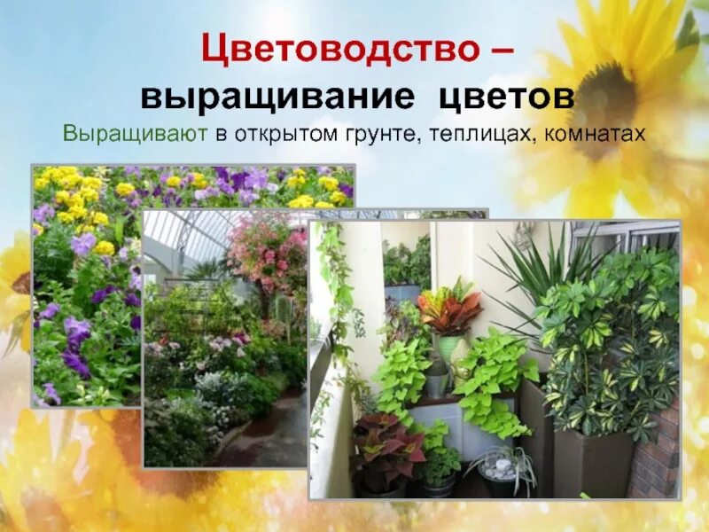 Сообщение на тему декоративные растения. Теплица с цветами. Проект клумбы. Цветочная оранжерея. Оранжерея с лилиями.