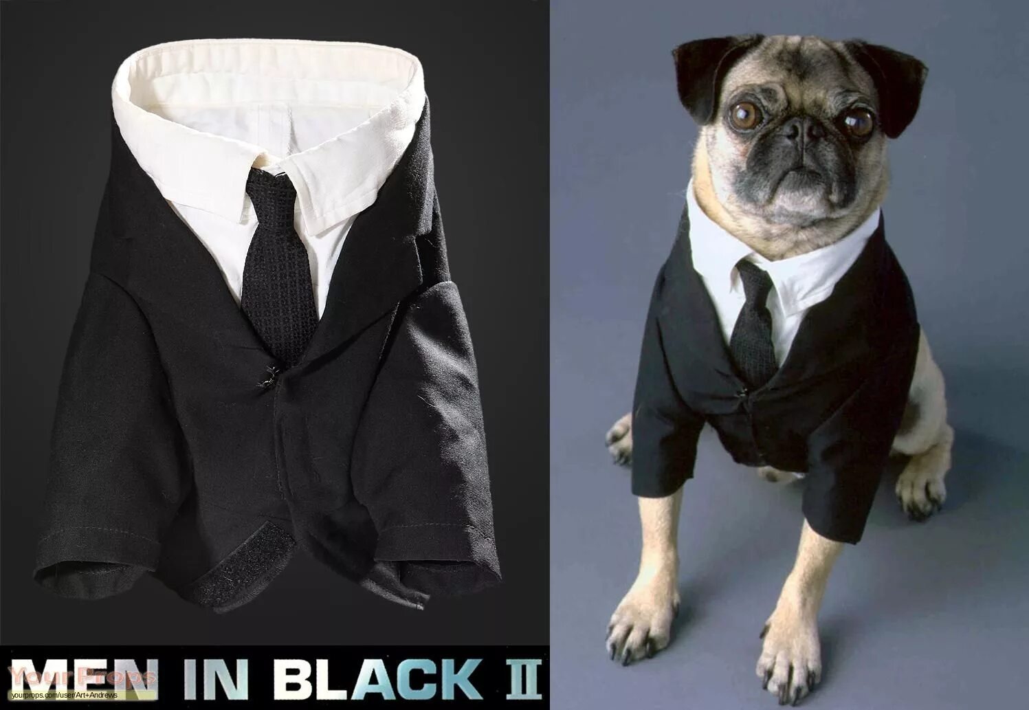 Собака человек фрэнк. Люди в черном 2 мопс. Мопс агент люди в черном. Люди в черном 2 мопс. Собака человек фрэнк.