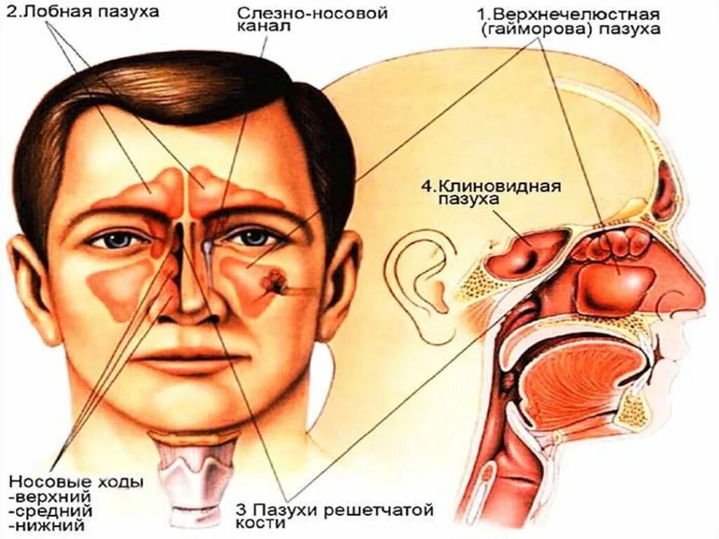 Анатомия и физиология носовой полости и придаточных пазух. Носовые пазухи строение анатомия.
