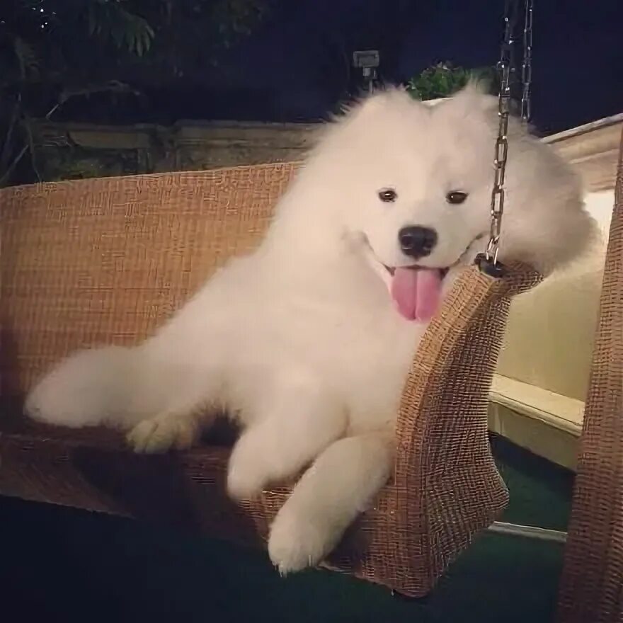 I don t have pets. I don t have pets