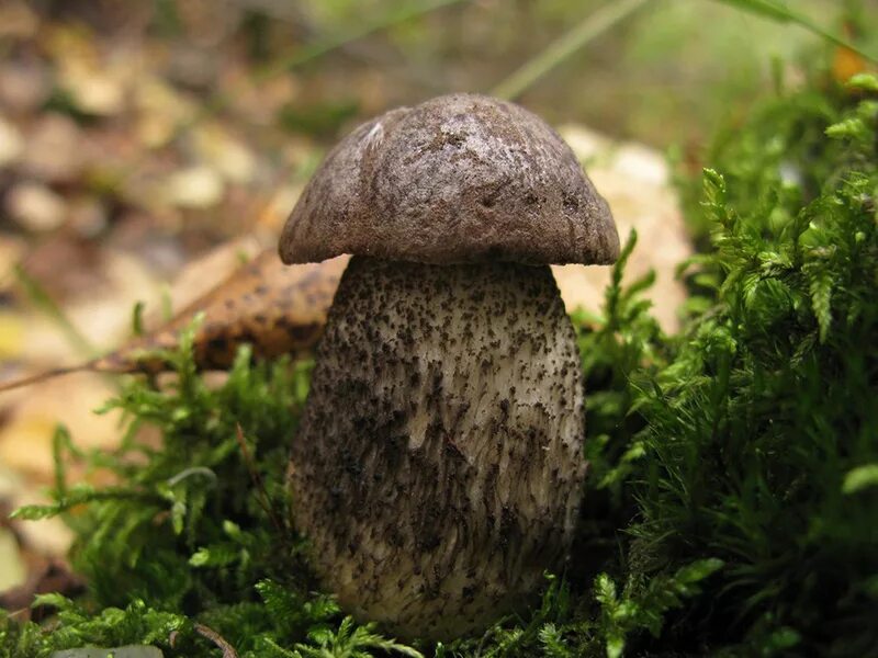 Обабок гриб. Березовик розовеющий. Обабки. Подберезовик луговой. Грабовик гриб.