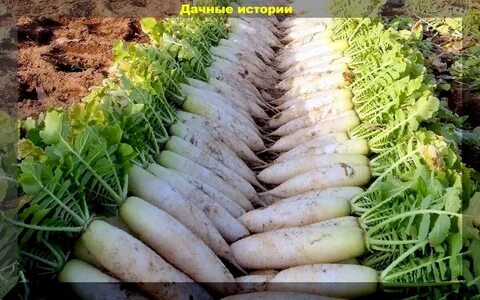 Дайкон что это за овощ польза