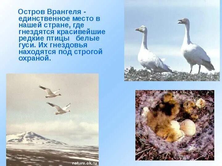 Птичьи базары в арктических пустынях. Остров врангеля птичьи базары. Презентация про тупиков. Птицы антарктиды альбатрос. Где птицы ледяной зоны устраивают гнезда.