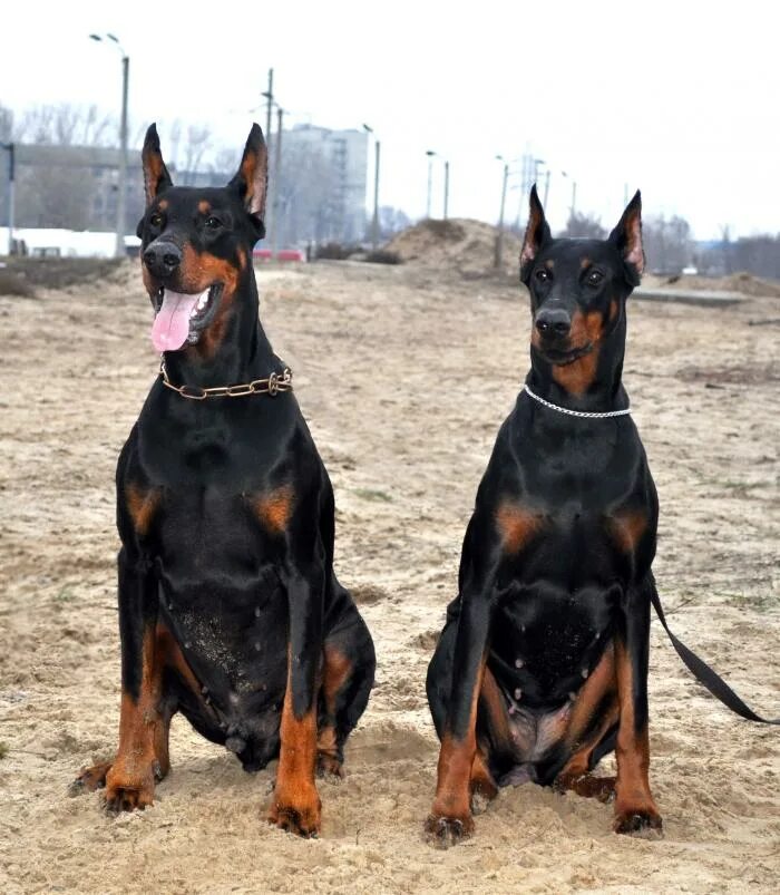 Щенок добермана девочка. Щенок добера. Доберман щенок. Сколько стоит доберман девочка. Собака доберман девочка.