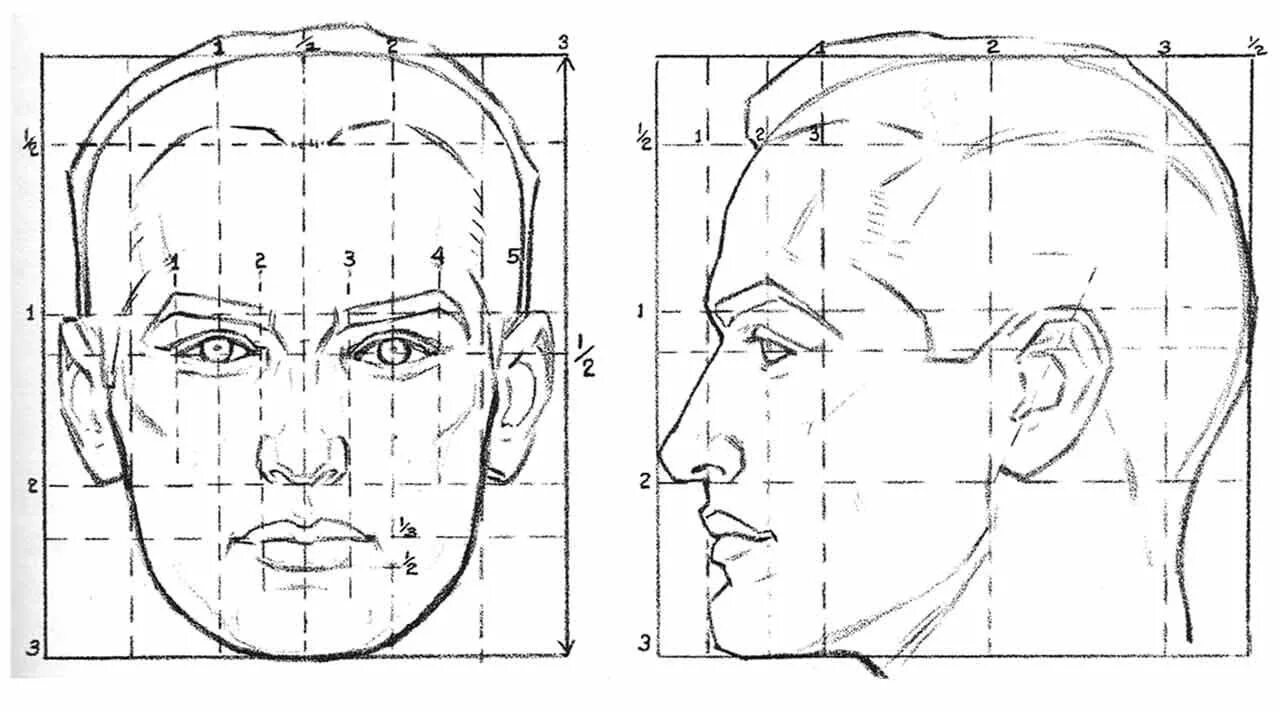 Лицо часть головы человека. Пропорции портрета человека профиль. Построение портрета сбоку. Схема пропорции головы человека в профиль. Пропорции головы человека анфас и профиль.