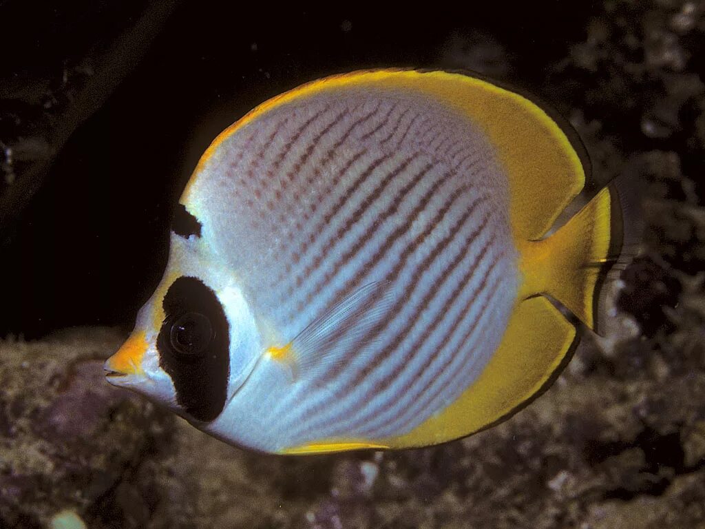 Рыба баттерфляй. Chaetodon adiergastos. дискус бабочка. хелмон рыба. меднополосая рыба-бабочка.