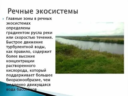 Экологическая система реки