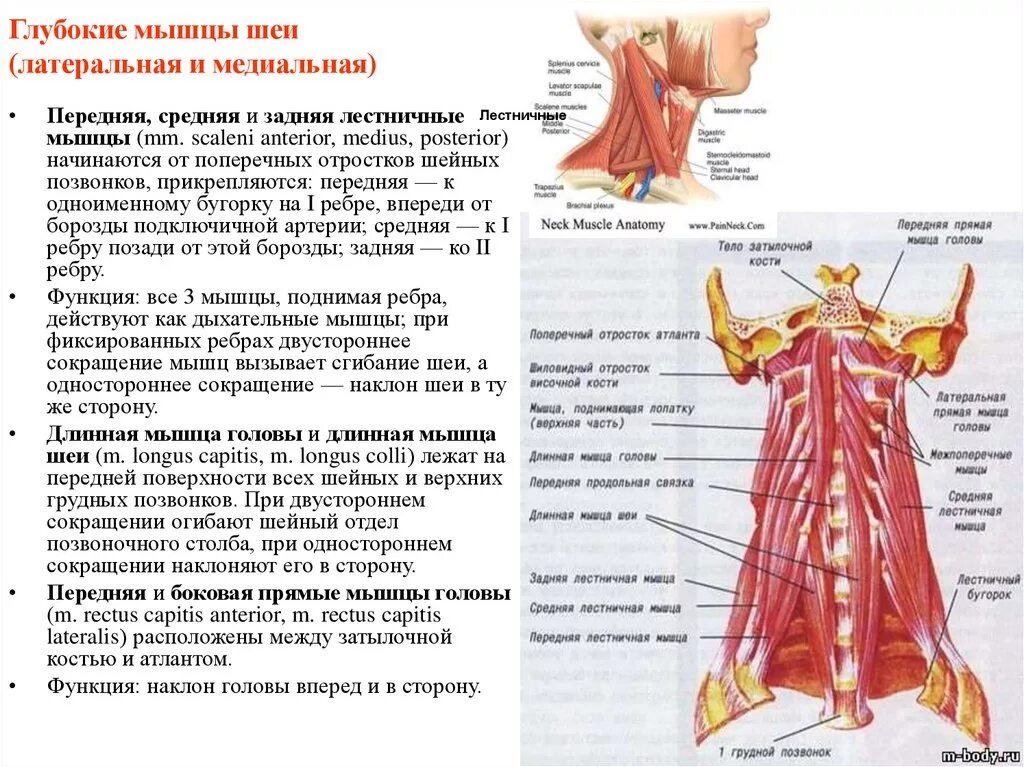 Глубокие медиальные мышцы шеи. Глубокие мышцы шеи латеральная группа.