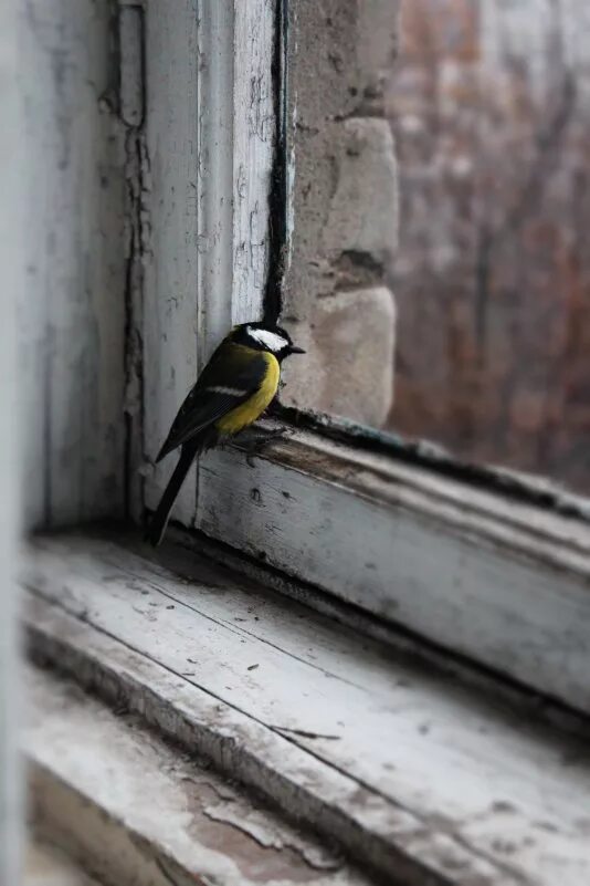 Птицы за окном. Синичка за окном. Синичка на окне. Птицы на окна. Птичка стучит в окно