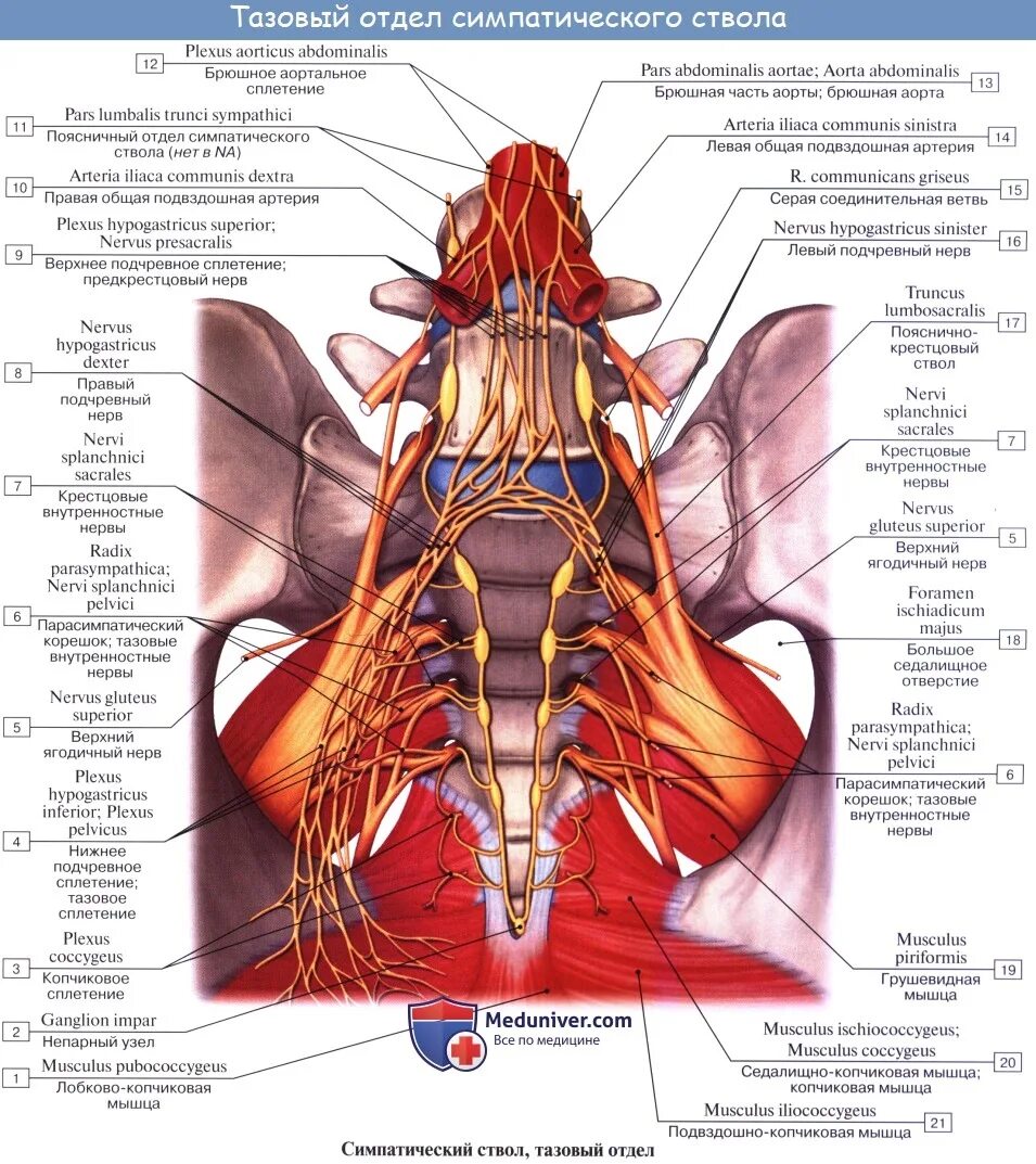 Нервные сплетения таза анатомия. Непарный узел симпатического ствола. Узлы симпатического ствола анатомия. Поясничный и крестцовый отделы симпатического ствола.