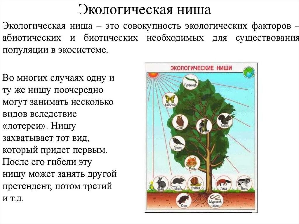 Лабораторная работа изучение экологических ниш разных видов. Экологическая ниша. понятие экологической ниши. экологическая ниша организма. экологическая ниша это в биологии.