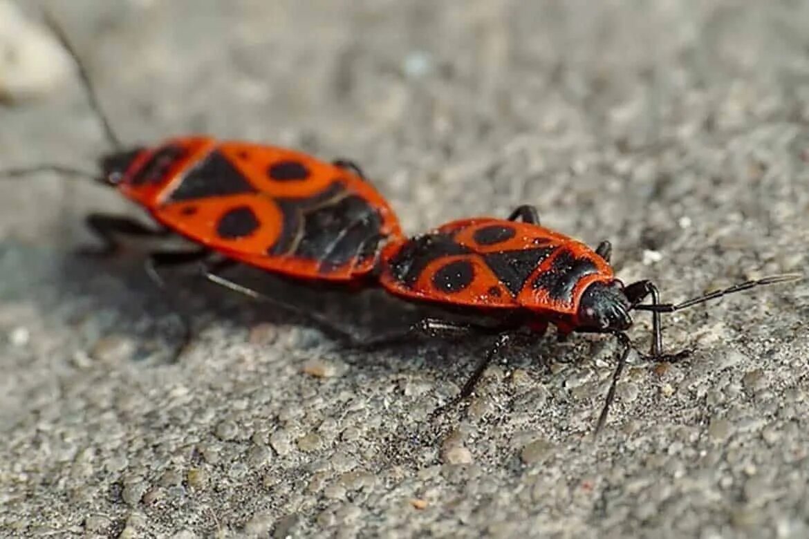 клоп-солдатик pyrrhocoris. клоп красноклоп солдатик. жуки пожарники-солдатики. красноклоп бескрылый ( клоп-солдатик) (pyrrhocoris apterus). жуки пожарники-солдатики.