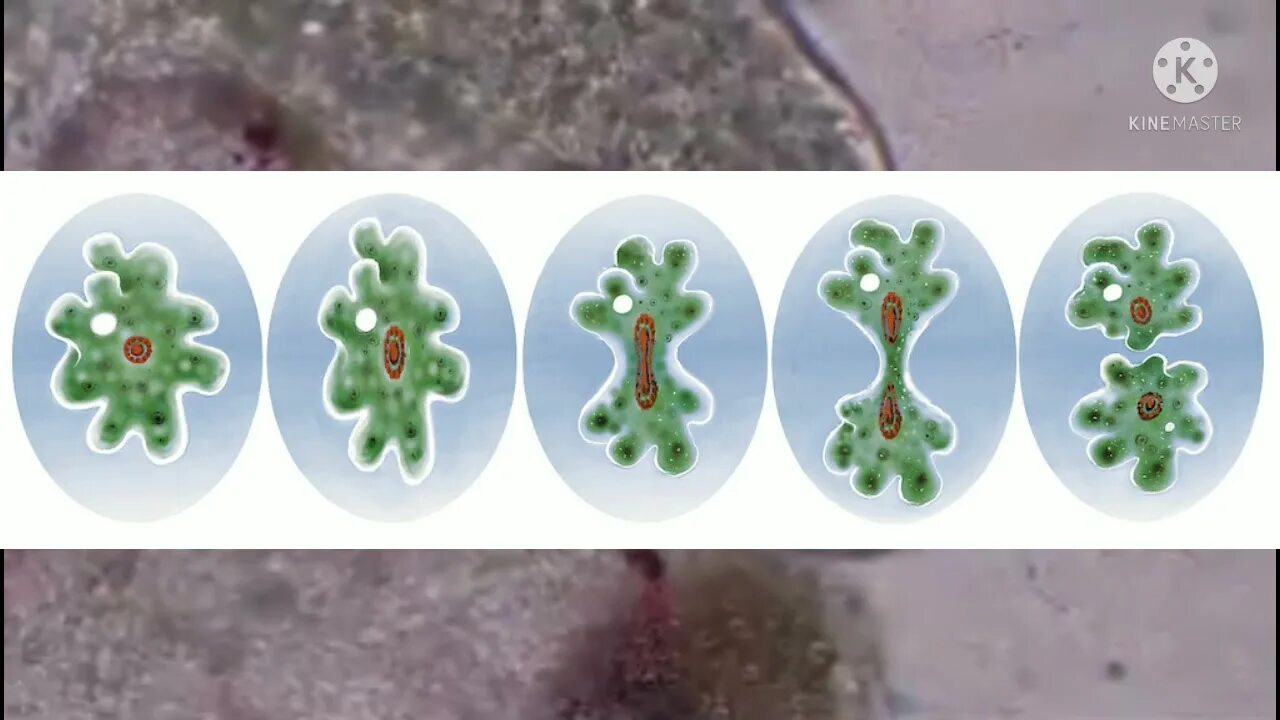 Qiziqarli biologiya. Биология 6 sinf. Биология тест китоб. Биология для детей 6-7 лет. Хлоропласт 3д модель.