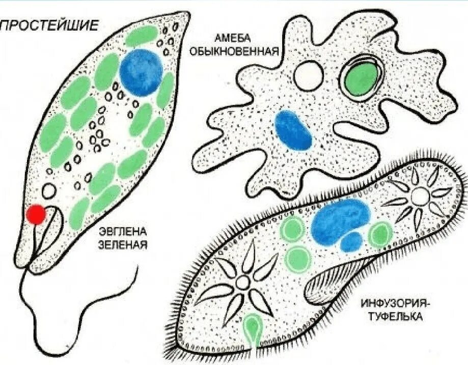 Строение инфузории эвглены зеленой. Амебы, инфузории и Бодо;. Эвглена и инфузория. Строение амебы и инфузории туфельки.