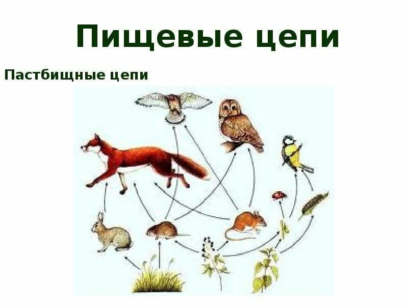 Восстанови последовательность пастбищной пищевой цепи. Пастбищная пищевая цепь выедания. Пастбищными цепями цепей питания. Цепочка питания пастбищные цепи. Пищевых Цепочки : 2 - пастбищные ,.