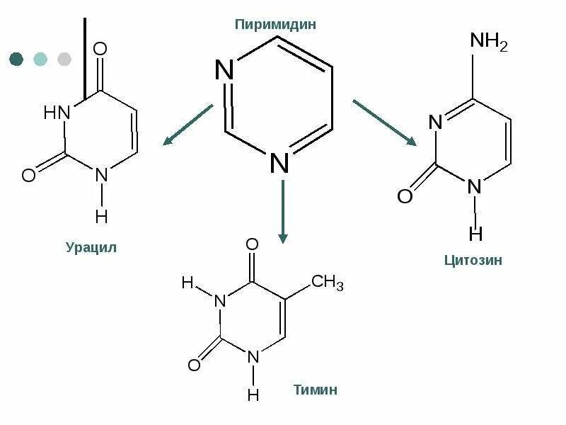 Рнк тимин урацил. Метилирование урацила. Тимин и урацил отличия. Урацил строение. Урацил реакции.