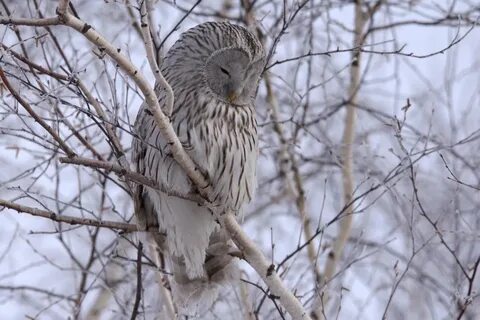 Фауна новосибирск