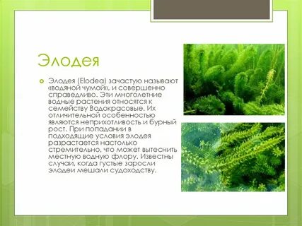 Элодея особенности внешнего строения