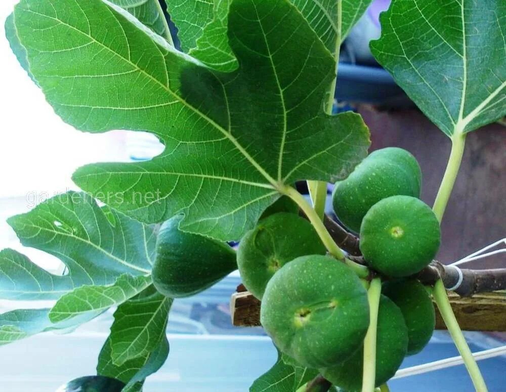 Figs!- Growing 'Chicago Hardy' Figs In Northern Illinois - YouTube